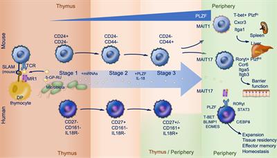 MAIT cells and the microbiome